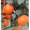 广西椪柑橘子 新鲜沃柑 蜜橘水果 当季整箱供应