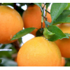 【猴仔农场】现摘四川脐橙子新鲜水果整箱应季鲜橙酸甜手剥榨果汁